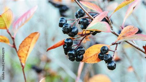 Chokeberry: The Perfect Plant for Autumn Landscaping